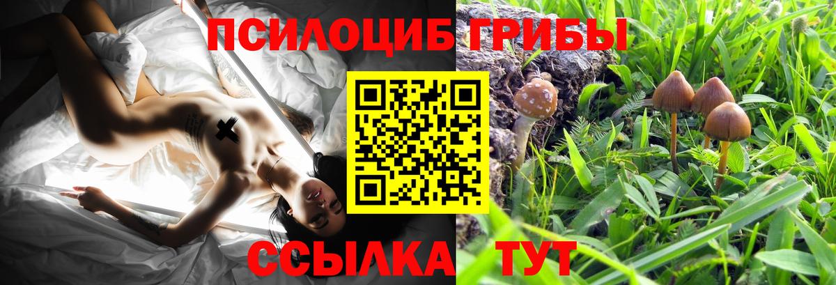 Псилоцибиновые грибы Cubensis  Вход с VPN  Кизляр 
